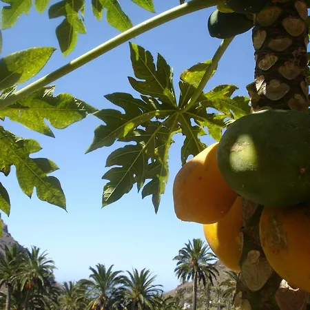 Goyo Gomera