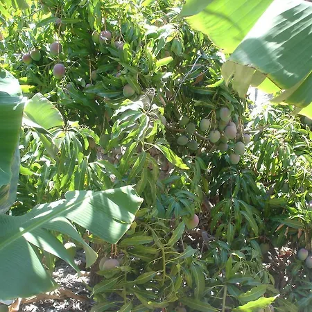 Goyo Gomera Valle Gran Rey